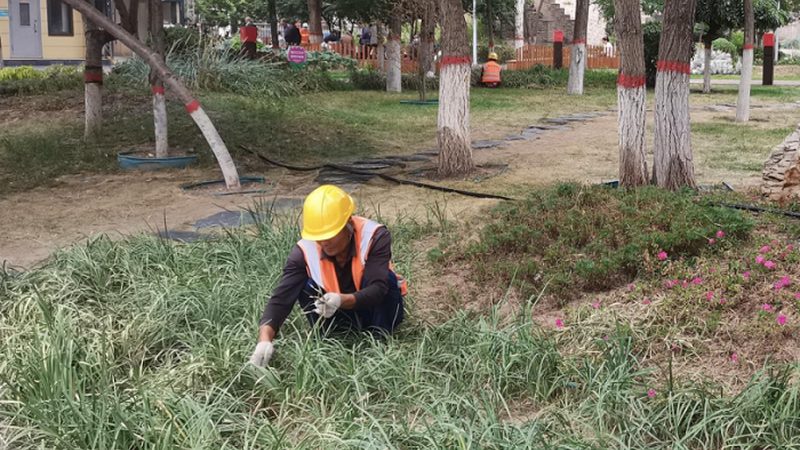 案例分析：某学校绿化项目
