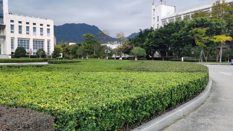 阳台种番茄苗，容器大小有讲究