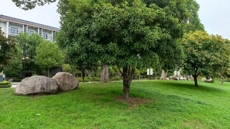 屋顶绿化墙工程：打造城市生态新景观**
